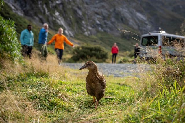 Da Te Anau: pullman, crociera e passeggiate a Milford Sound