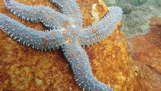 Ciudad del Cabo: Snorkel guiado en el Gran Bosque Marino Africano