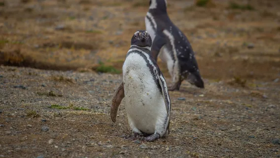 Punta Arenas : Excursion en bateau vers l'île de Magdalena et marche avec les manchots