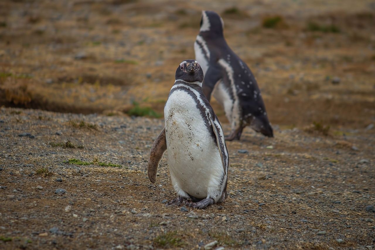 Punta Arenas: Sail to Isla Magdalena and hike with penguins