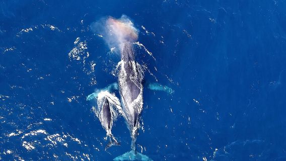 Okinawa Whale Watching From Naha