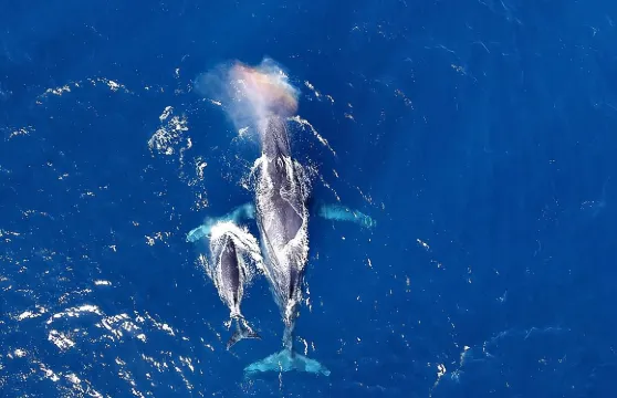 那霸沖繩賞鯨之旅