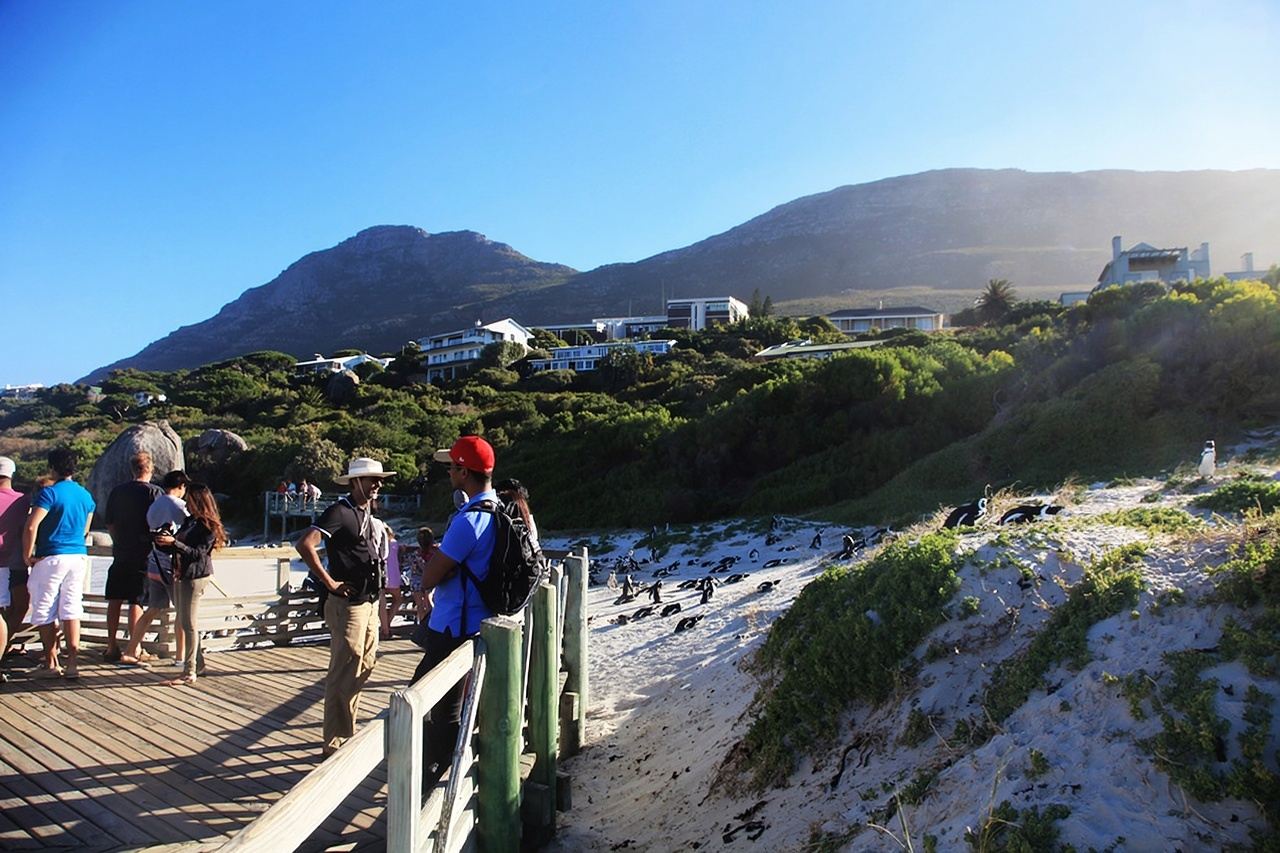 【南非開普敦包車一日遊】豪特灣+西蒙鎮+大康斯坦提亞葡萄酒莊