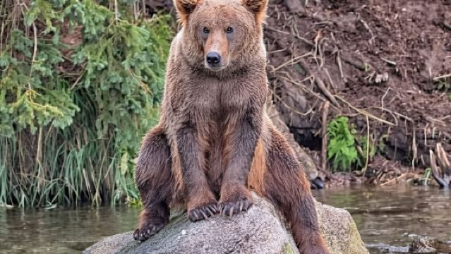 Anchorage: Wildlife Conservation Center & Portage Valley
