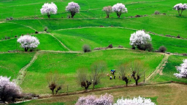 1-day Tour of Peach Blossoms in Qiongdou Town, Bomi - A Leisurely Photography Journey of Snow Mountains, Peach Blossoms, and Pastoral Scenery