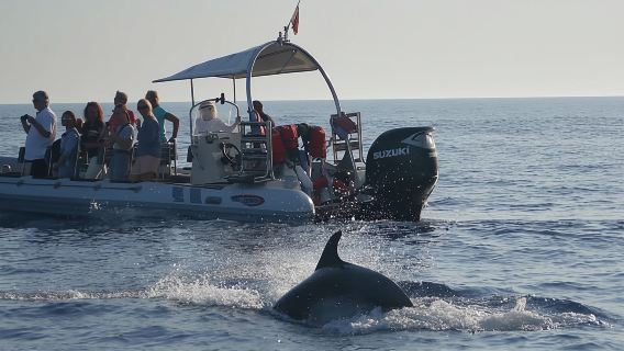 Alcudia Avistamiento de delfines 100%GARANTIZADO SEMIPRIVADO