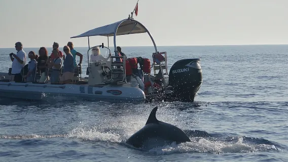 Avistamiento de delfines en Alcudia 100% GARANTIZADO SEMIPRIVADO