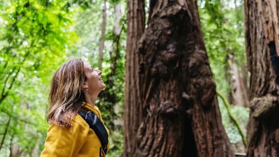 Muir Woods and Sausalito (Return by Bus or Ferry)