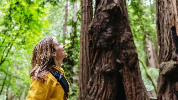 Muir Woods e Sausalito (ritorno in autobus o traghetto)