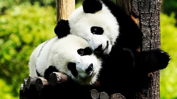 Tour privado por la ciudad acuática de Zhujiajiao con el zoológico de Shanghái y pandas