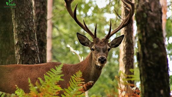 Private Tour zum Louisa-Berg