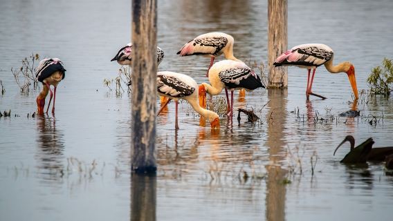 觀賞昌德波里階梯井、珀勒德布爾鳥類保護區、法塔赫布爾西格里阿格拉一日遊(齋浦爾出發,含導遊服務)