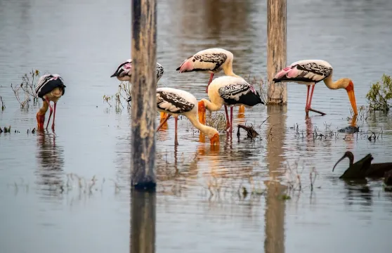 觀賞昌德波里階梯井、珀勒德布爾鳥類保護區、法塔赫布爾西格里阿格拉一日遊（齋浦爾出發，含導遊服務）