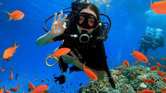 Introduction: Diving from the Reef in Sharm El Sheikh