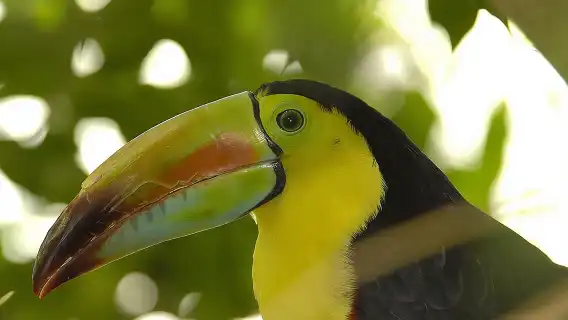 Central Park Zoo Admission Ticket with 4D Theater Access 