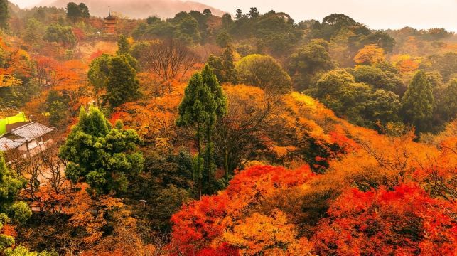 【官方票】 JR PASS 關西&廣島地區鐵路周遊券5日 (電子票)