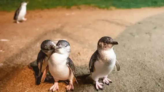 Melbourne Puffing Billy Steam Train + Penguin Island Day Tour [Visit two popular attractions in one day]