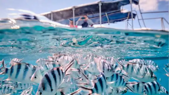 富國島深潛一日遊 無證潛水/持證潛水專業教練帶領探索珊瑚礁