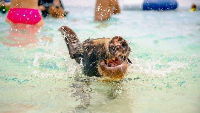 ローズ島の泳ぐ豚たち＆ビーチデイ - グループツアー