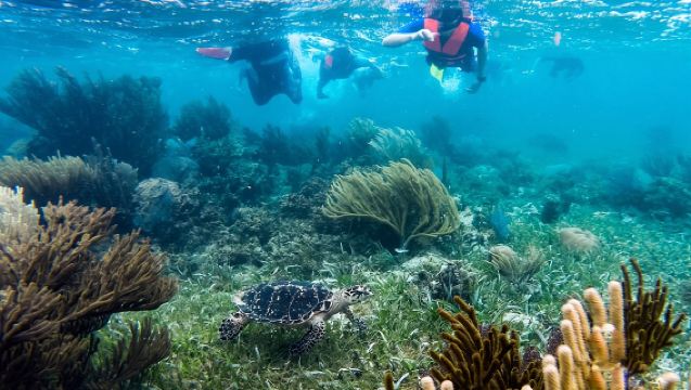 Private (only you) Reef Snorkeling in Puerto Morelos 2x40 minutes