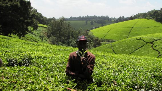 From Nairobi: Kiambethu Tea Farm Tour and Lunch