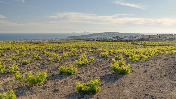 Santorini: Tur Mencicipi Anggur Melalui Grapevine Tour