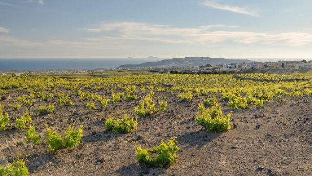 Santorini: Semi- Private wine tour - Through the grapevine