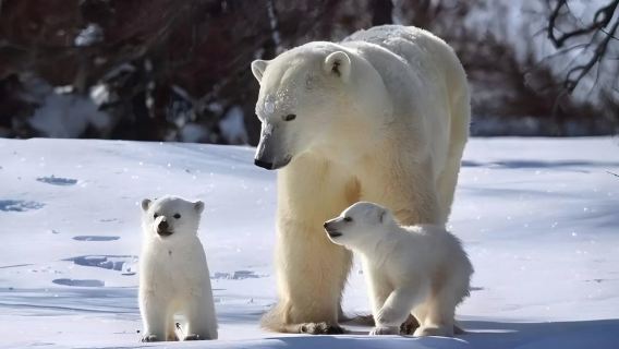 芬蘭+羅瓦涅米+聖誕老人郵局一日遊/行程可調-可定制多日