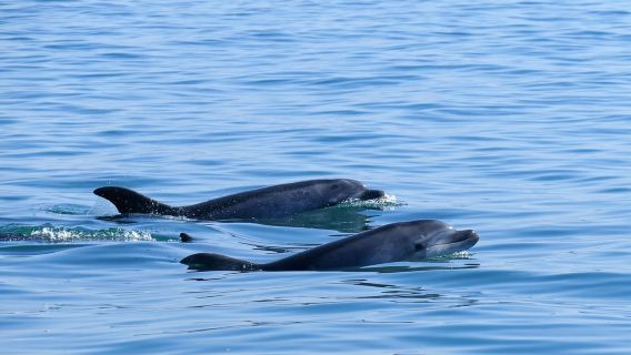 Dari Faro: Lawatan Bot Laju Memerhati Hidupan Liar dan Dolphin