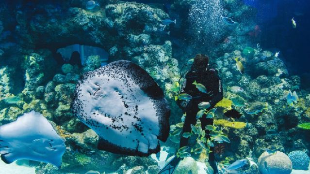 Cairns Aquarium General Admission Ticket