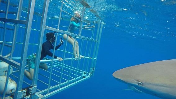 immersione subacquea con osservazione degli squali a Oahu, Hawaii, Stati Uniti