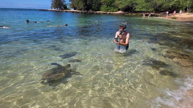 Oahu Circle Island Tour with Turtle Snorkeling— Small-Groups