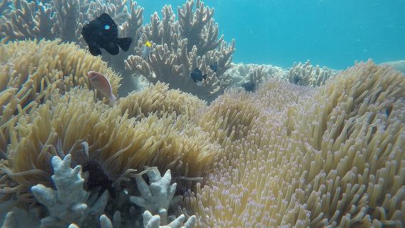 Cham Islands Snorkeling Tour by SpeedBoat from Da Nang