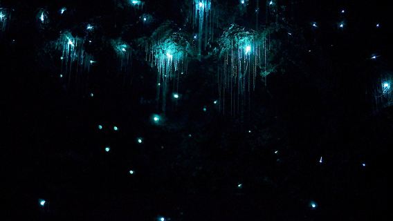 Australia English Temporin Mountains National Park Blue Light Bug Night Tour City Pickup and Drop-off Including Drinks and Desserts