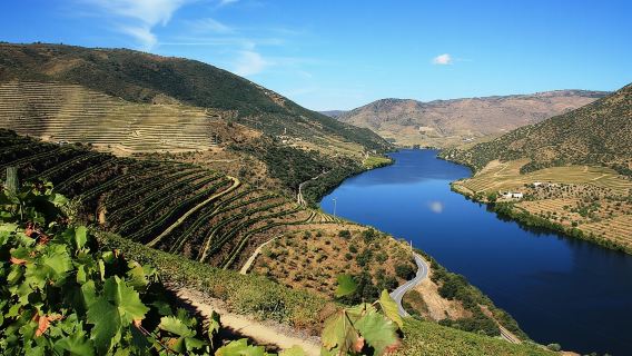 Douro Valley Wine Tour: 3 Vineyard Visits, Wine Tastings, Lunch