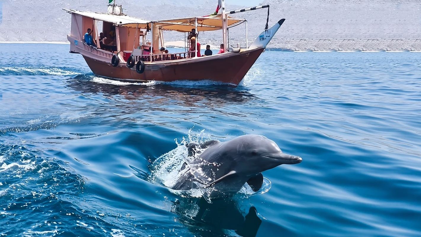 阿曼馬斯喀特出海看海豚/浮潛遊|可選專車接駁