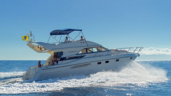 Chuyến du ngoạn ngắm cá voi và cá heo trên du thuyền sang trọng ở quần đảo Canary