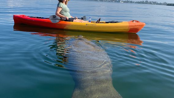 Sarasota Mangrove Tunnel Guided Kayak Adventure