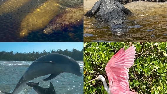 Manatee, Dolphin, and 10,000 Islands Eco Beach Tour by Boat