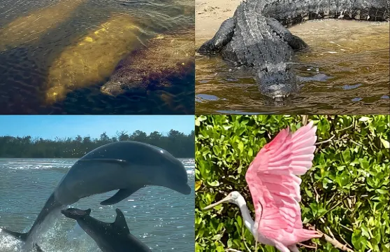 海牛、海豚及萬島生態海灘遊船之旅