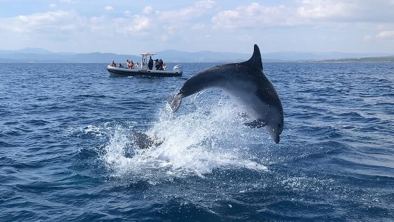 Dolphin Watching and Snorkeling in Figarolo in Sardinia