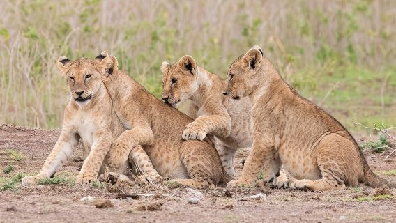 Safari al parco di Nairobi e tour mattutino del Giraffe Centre.