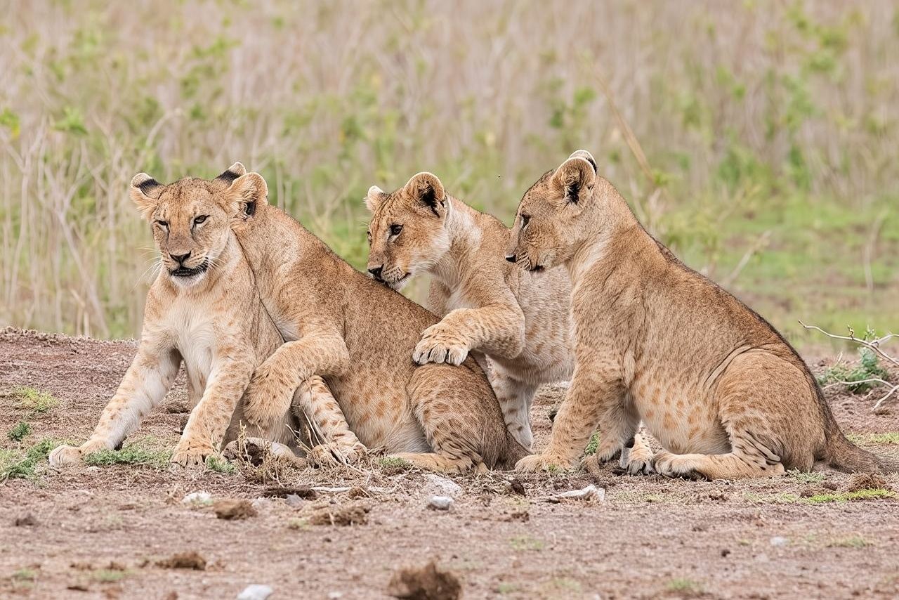 Early Morning Nairobi Park Safari and Giraffe Centre Tour.