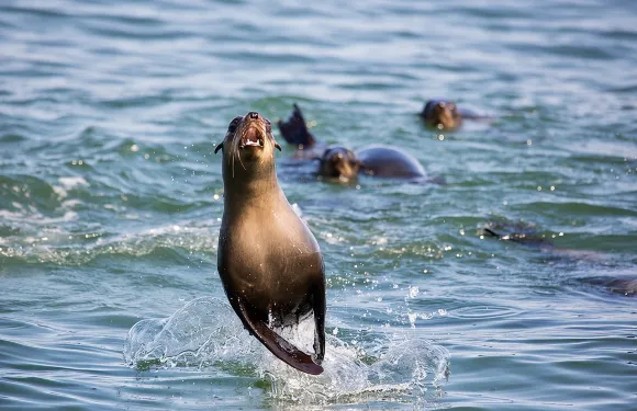 海洋海豚海豹郵輪