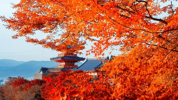 京都+奈良 かわいい鹿に出会う定番パノラマ日帰りツアー【9名様少人数グループ ホテル送迎にアップグレード可能】