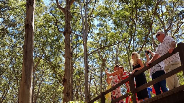 Delicias Secretas: Experiencia Currada de Vino, Café y Bosque