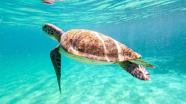 Дневной тур в Ангра-дус-Рейс и на остров Гранди.