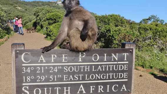 5-Sterne-Kleingruppenreise: Kap der Guten Hoffnung, Pinguine & Bo-Kaap-Tour