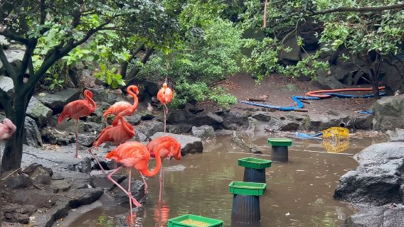 日本東京+伊東+伊豆觀海列車一日遊/行程可調-可訂製多日遊
