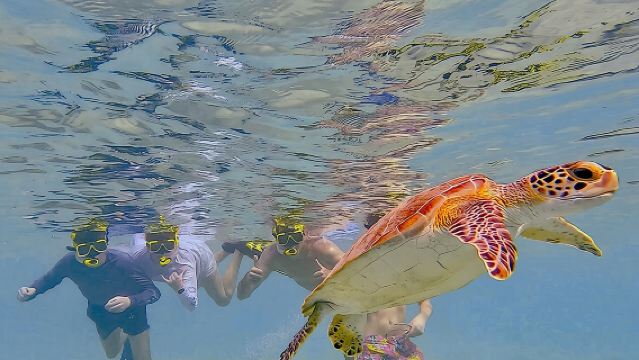 Snorkel met schildpadden en bewonder de flamingo's.